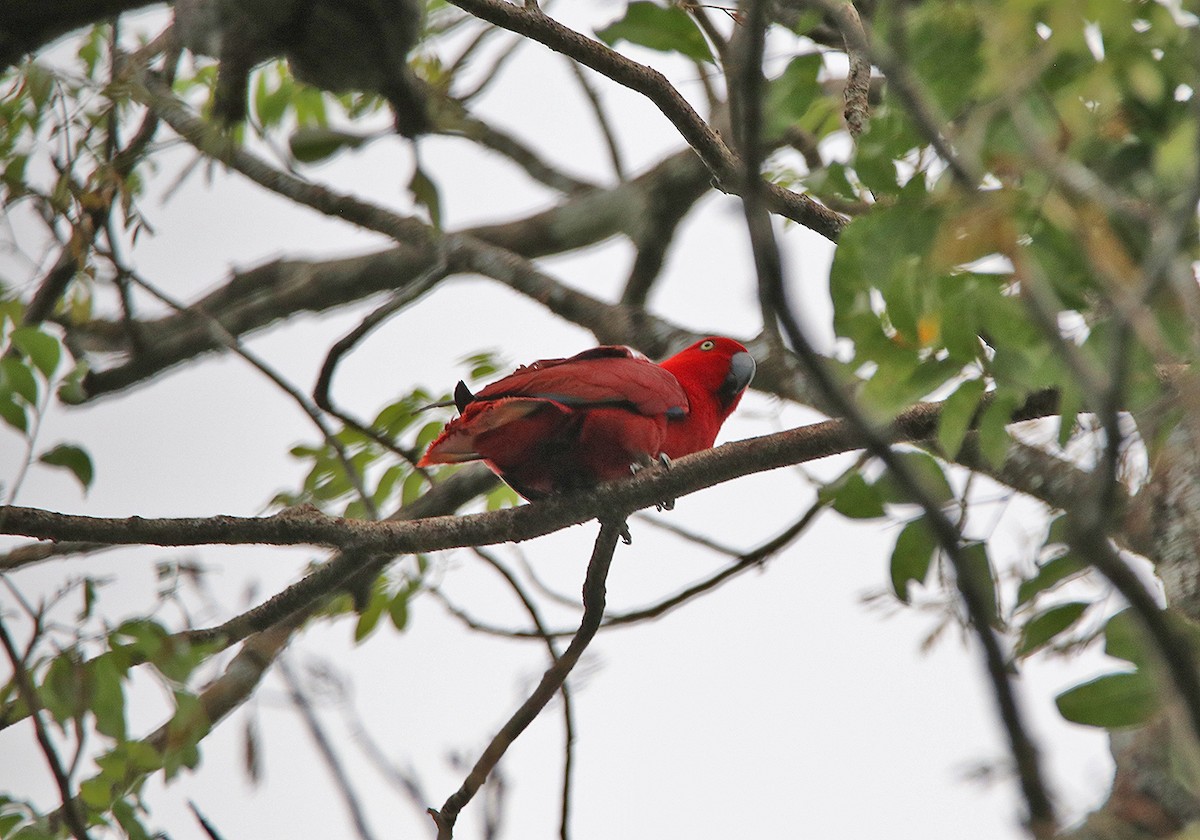 Sumba Eclectus - ML190659091