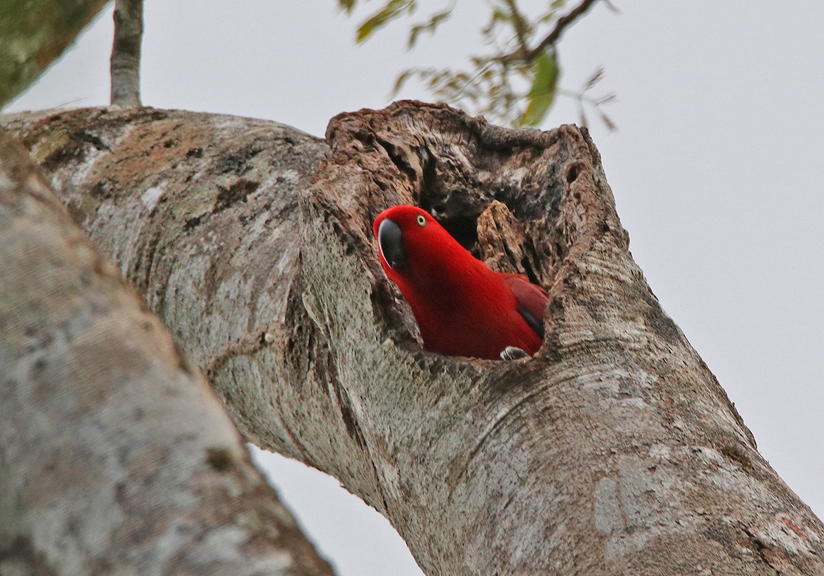 Sumba Eclectus - ML190659461
