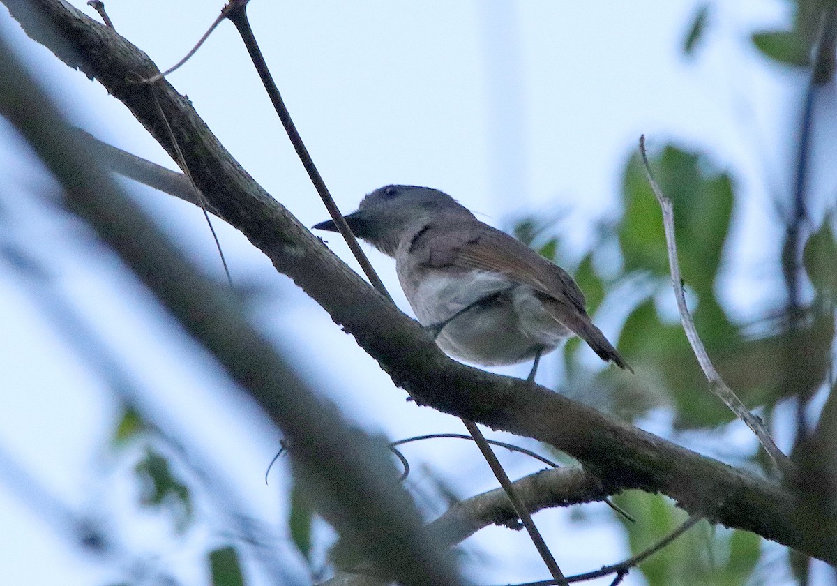 Sumba Jungle Flycatcher - Tim Avery