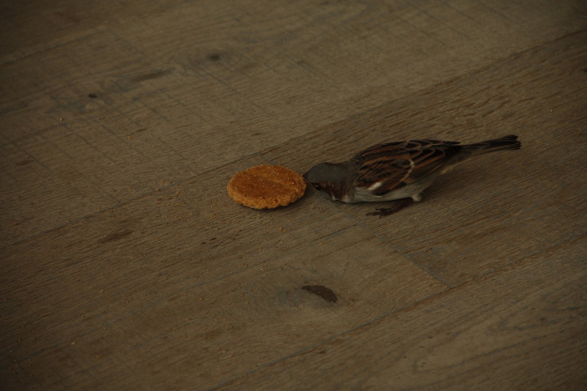 House Sparrow - ML190660221