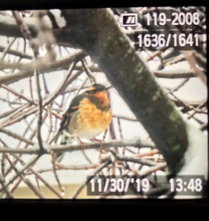 Varied Thrush - ML190660741