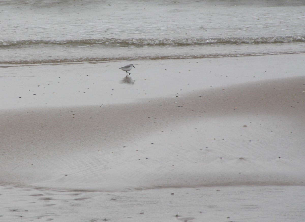 Sanderling - ML190661341