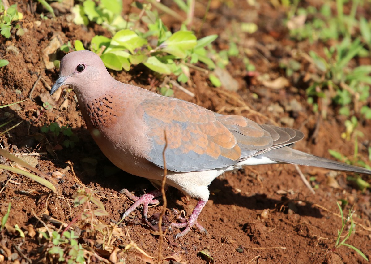 Laughing Dove - ML190661951