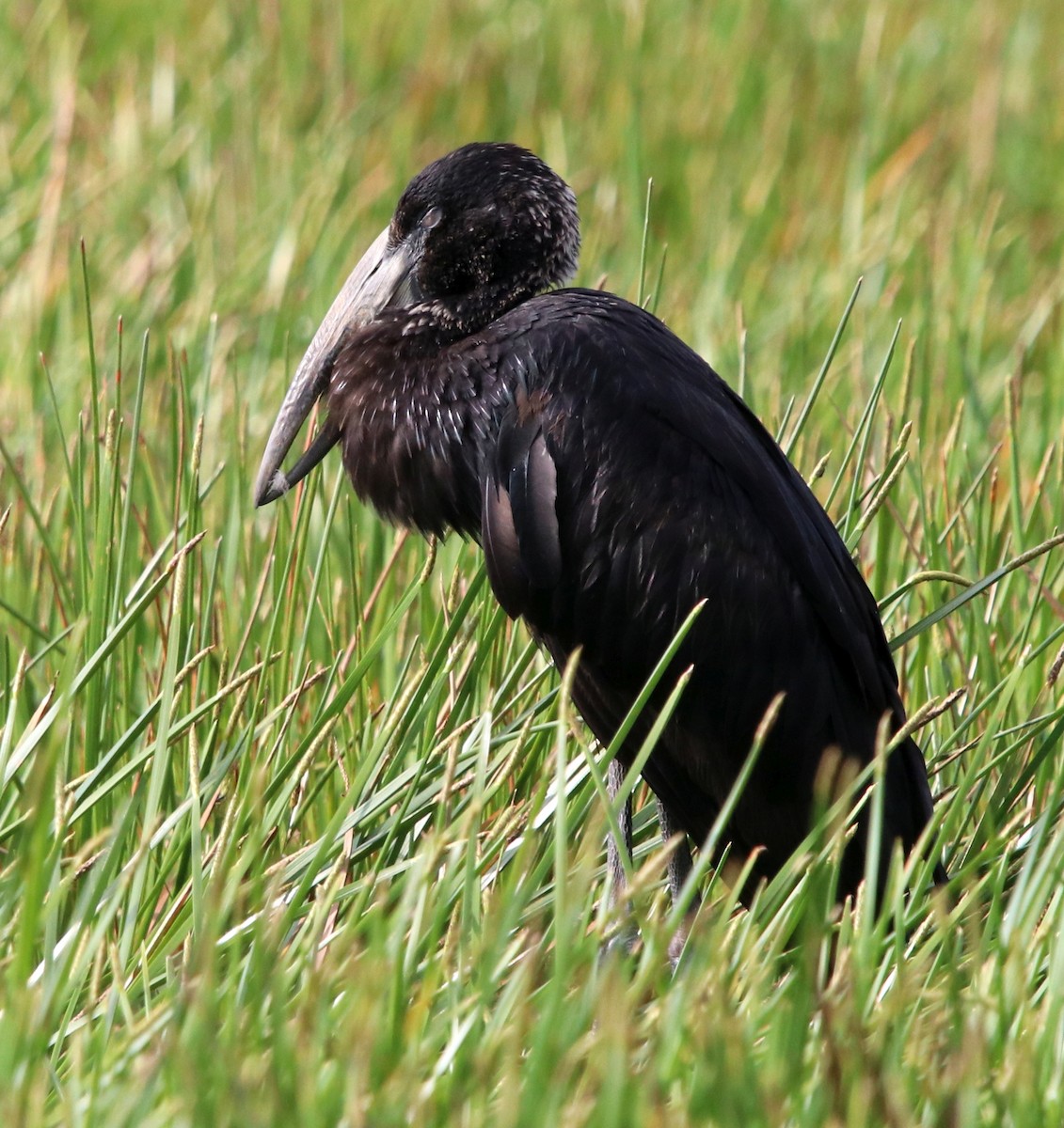 African Openbill - ML190662791