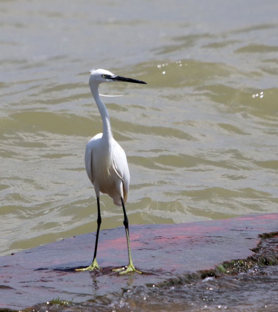 Little Egret - Loren Kliewer