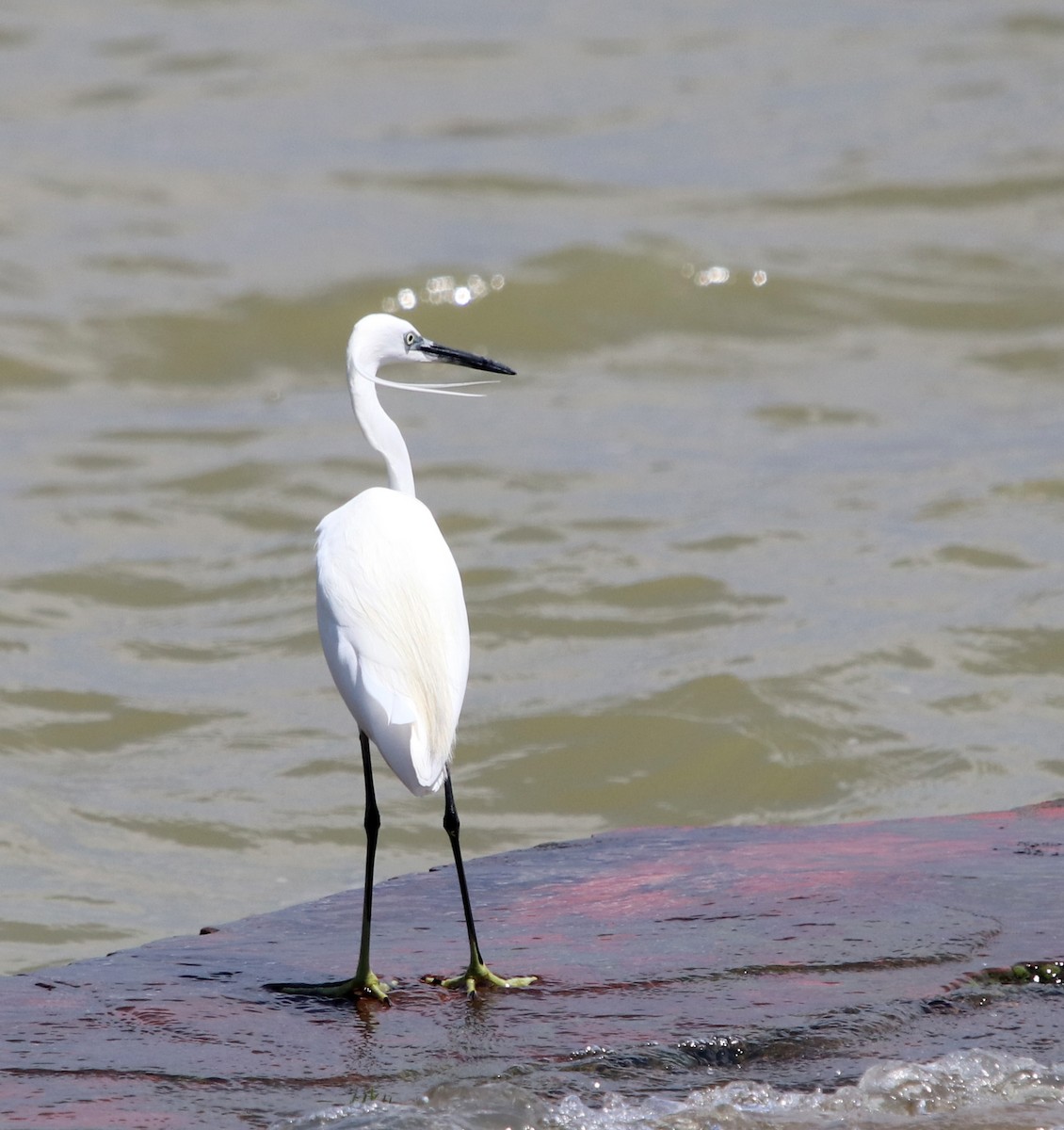 Little Egret - Loren Kliewer