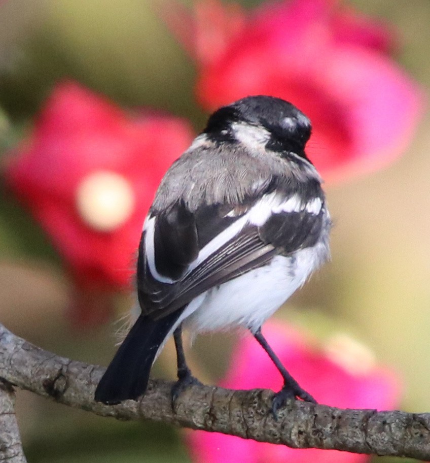 Western Black-headed Batis - ML190663791