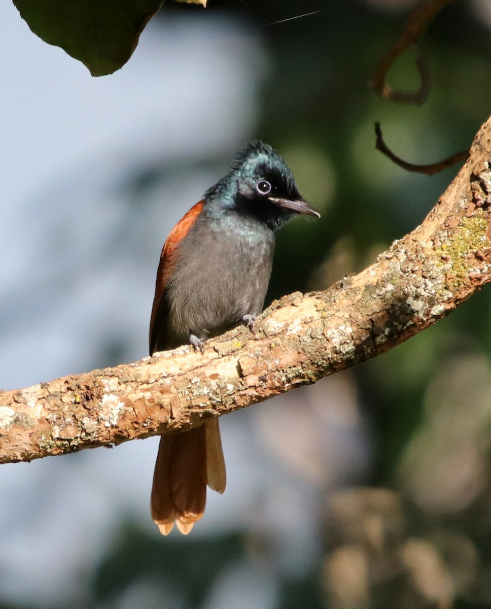 Monarca Colilargo Africano - ML190663901