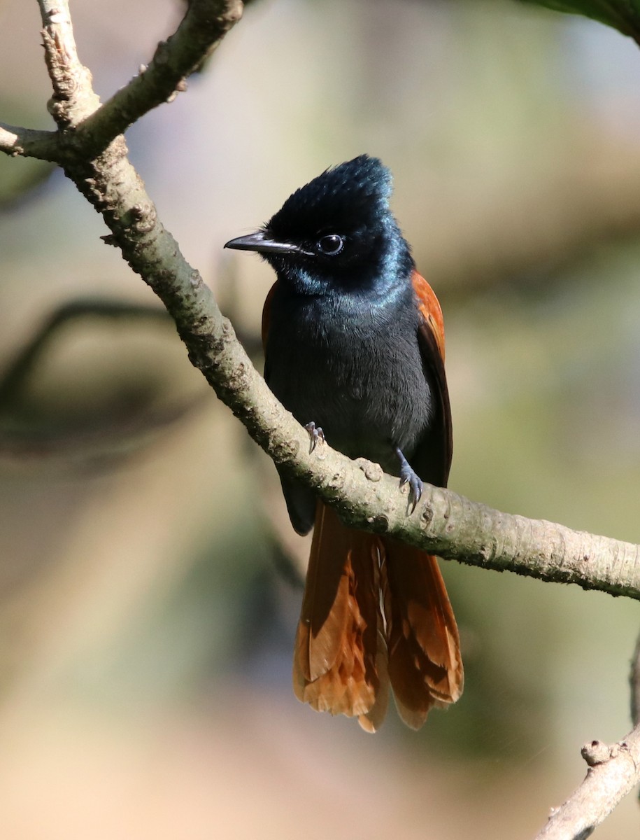 African Paradise-Flycatcher - ML190663911