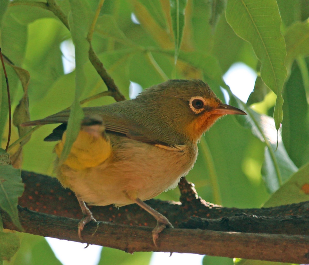 Heuglin's White-eye - ML190664211