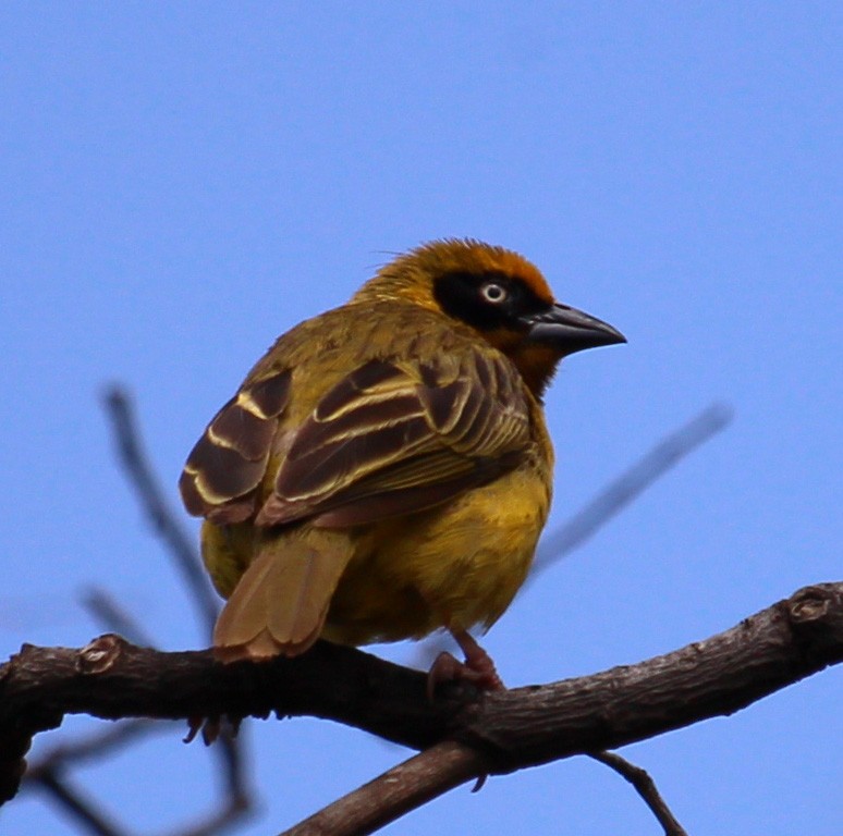 Baglafecht Weaver - Loren Kliewer