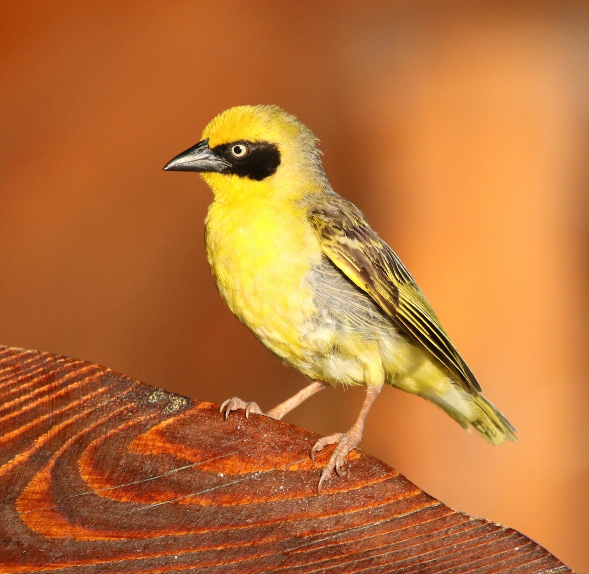 Baglafecht Weaver - ML190664581