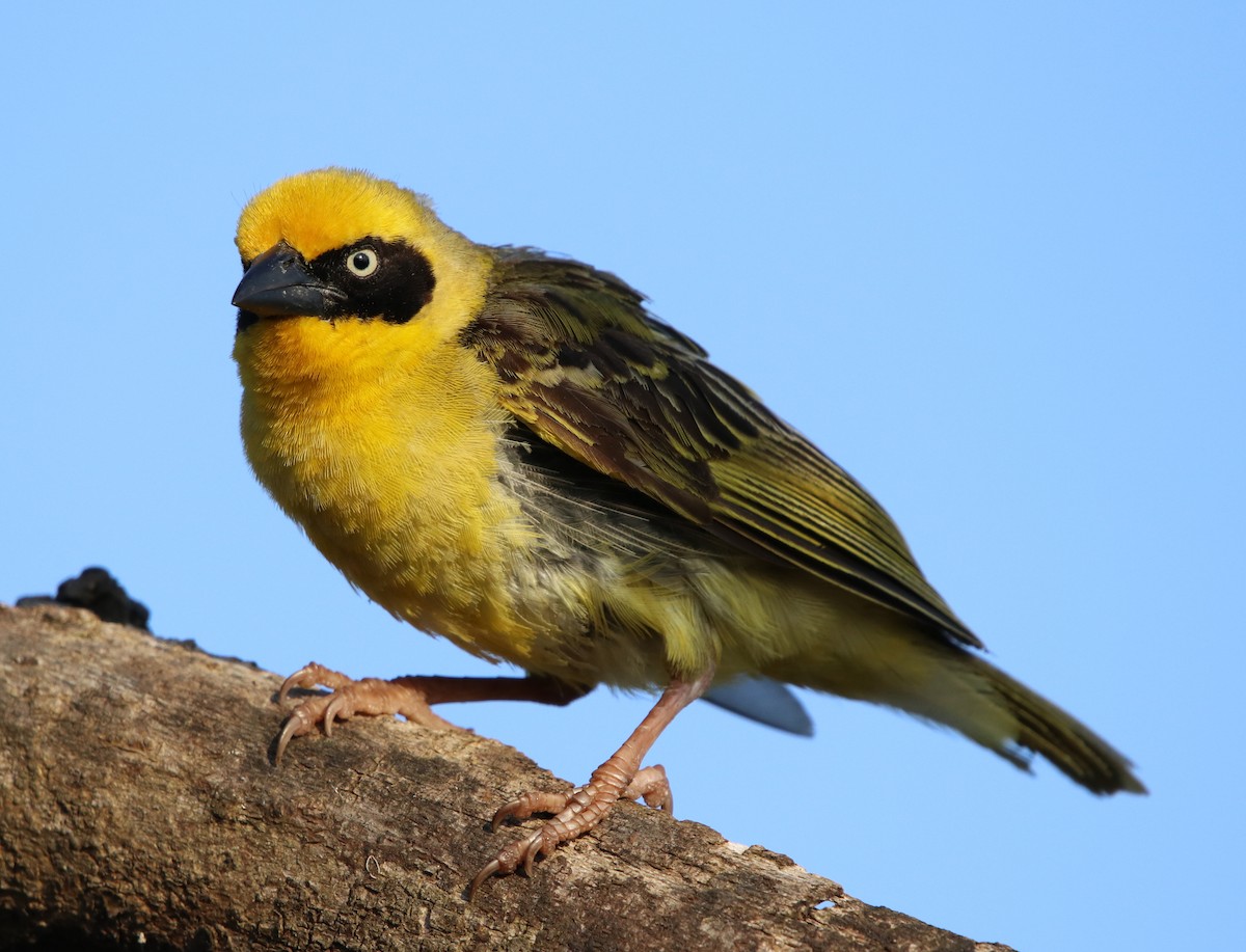 Baglafecht Weaver - ML190664611