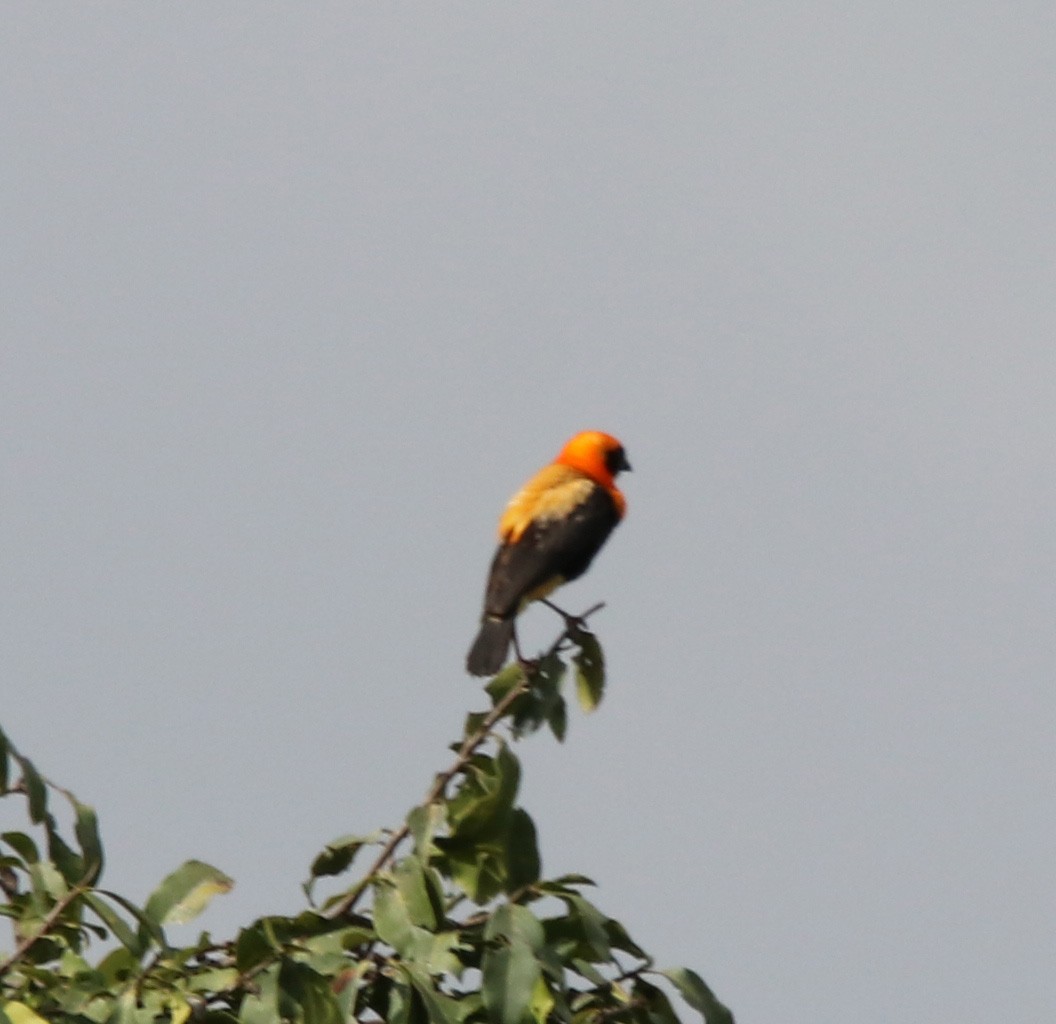 Black-winged Bishop - ML190664851