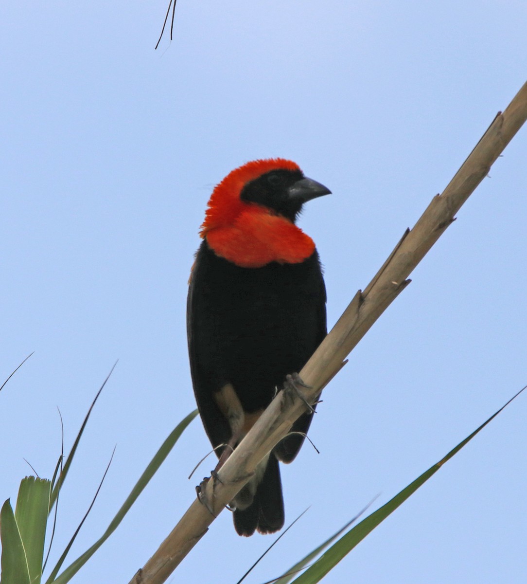 Black-winged Bishop - ML190664871