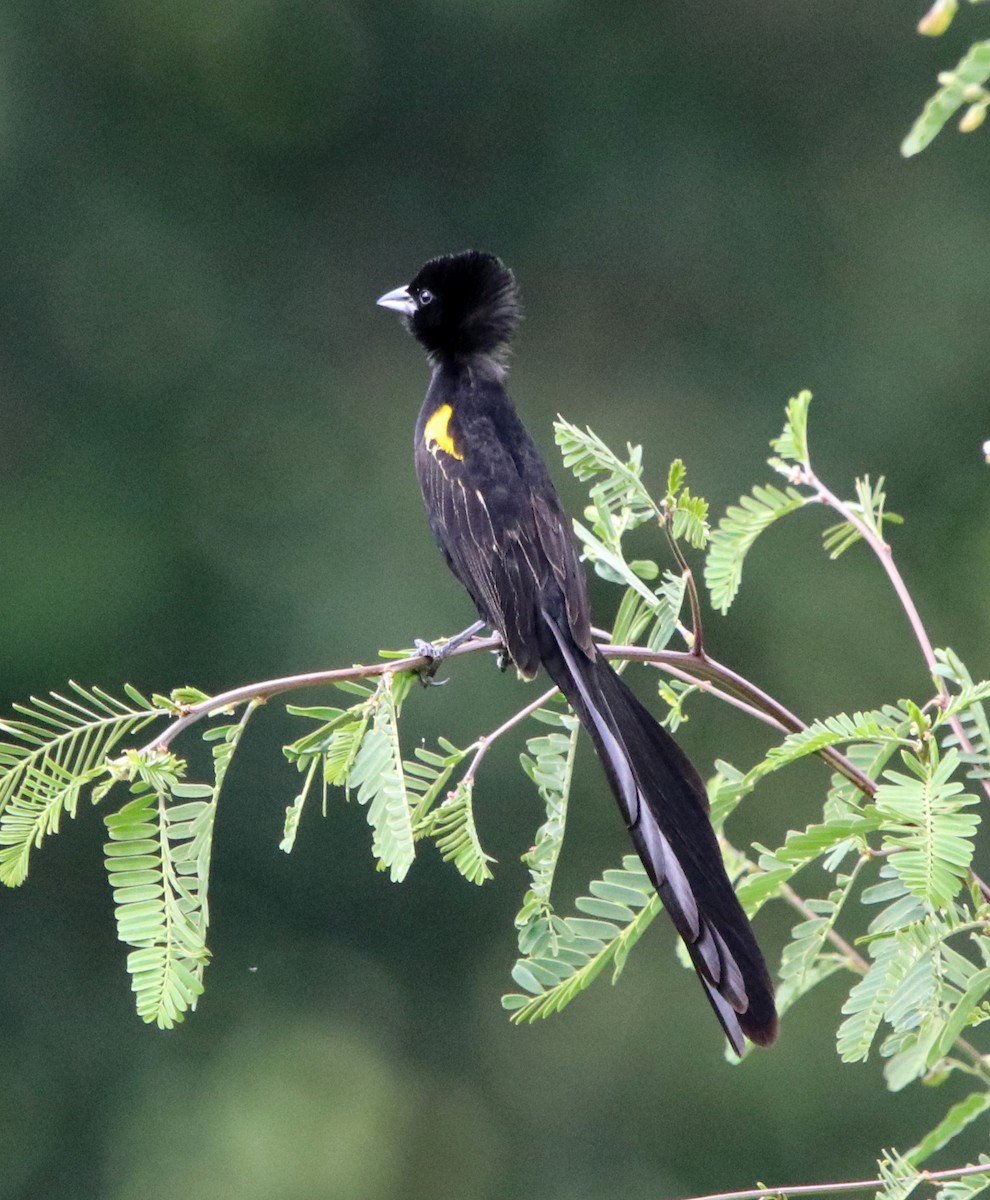 Yellow-mantled Widowbird - ML190665021