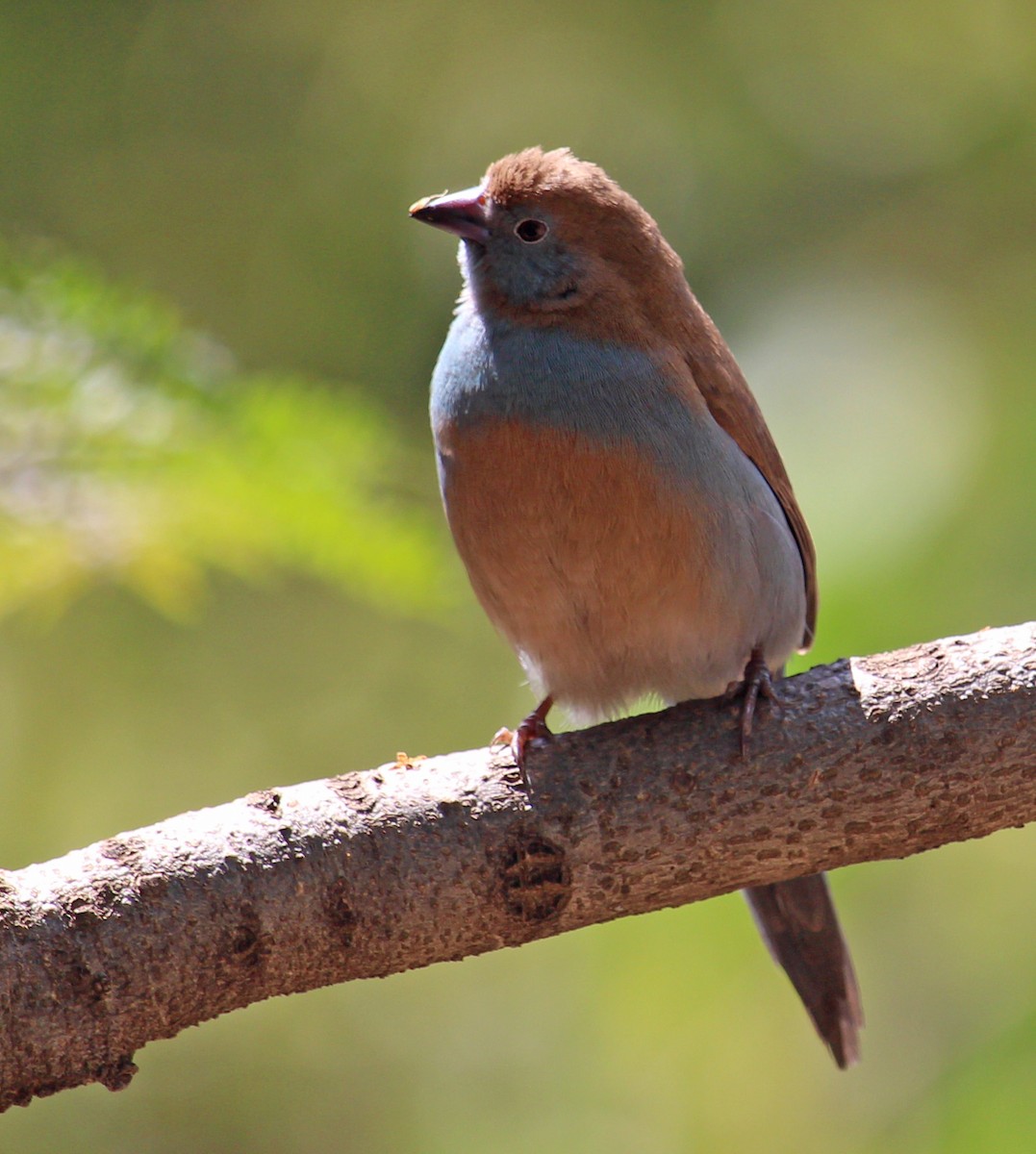 Red-cheeked Cordonbleu - ML190665211