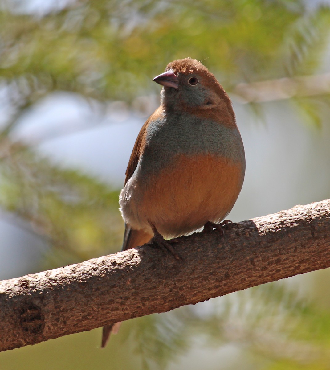 Red-cheeked Cordonbleu - ML190665221