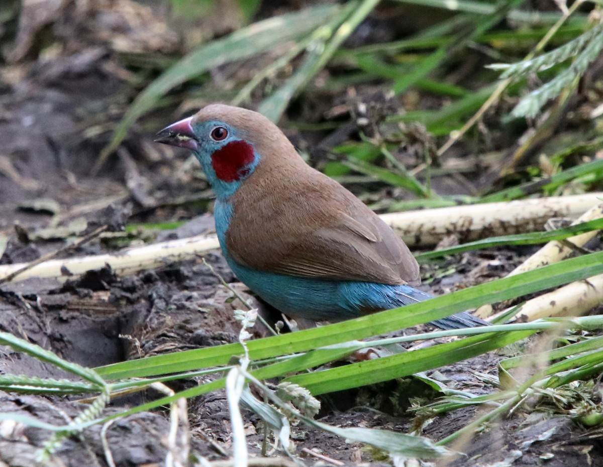 Red-cheeked Cordonbleu - ML190665431