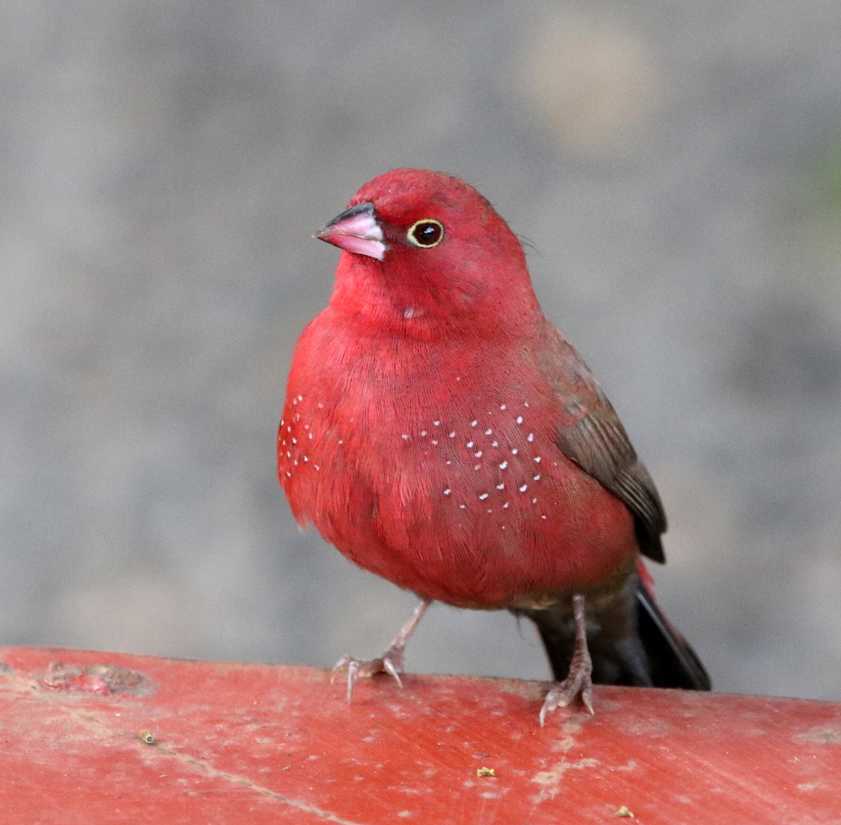 Red-billed Firefinch - ML190665581