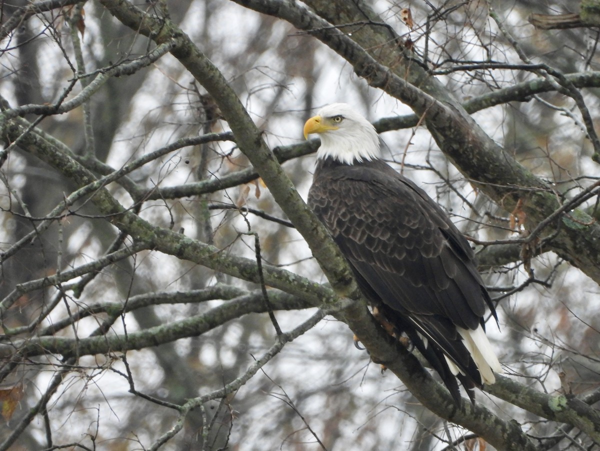 Bald Eagle - ML190666641