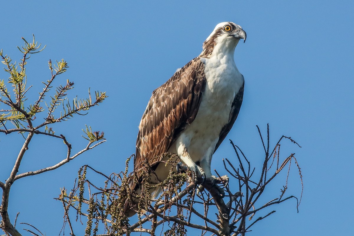 Osprey - ML190667721