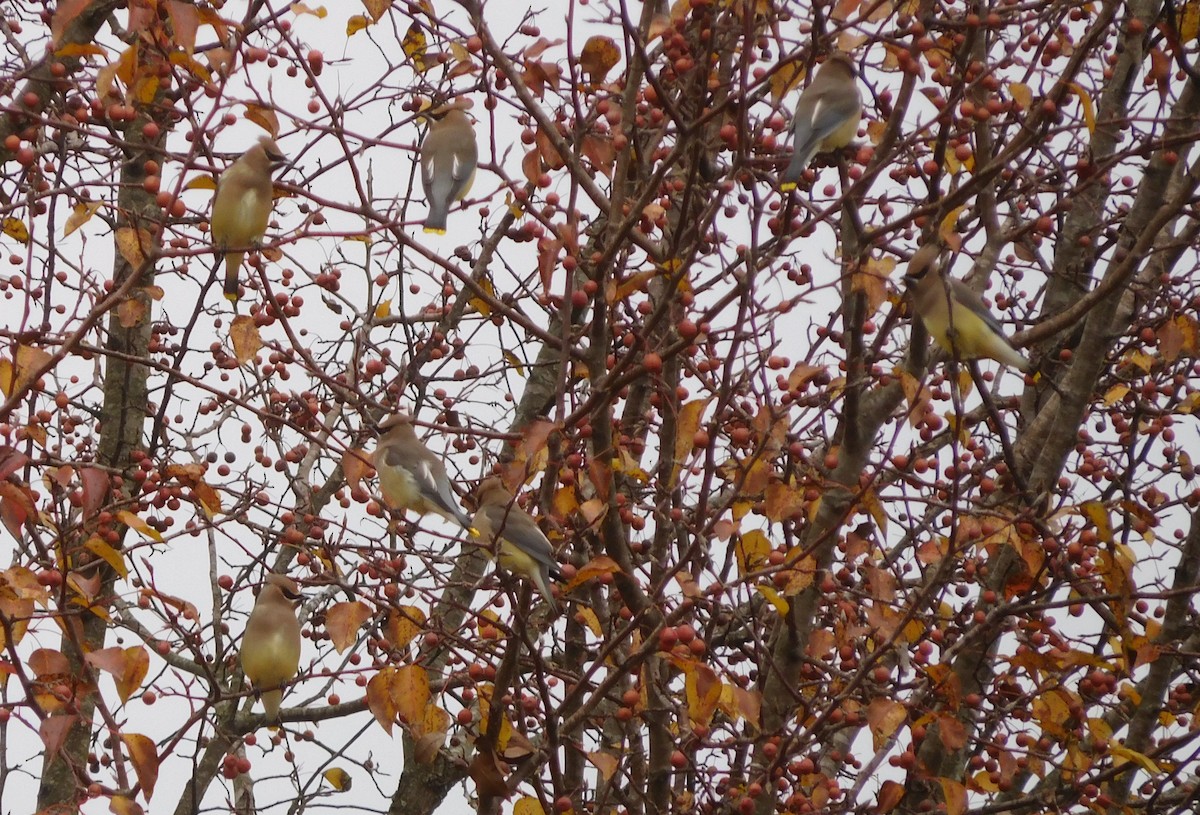 Cedar Waxwing - ML190669411