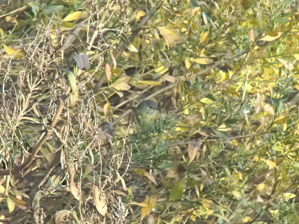 Orange-crowned Warbler - ML190669691