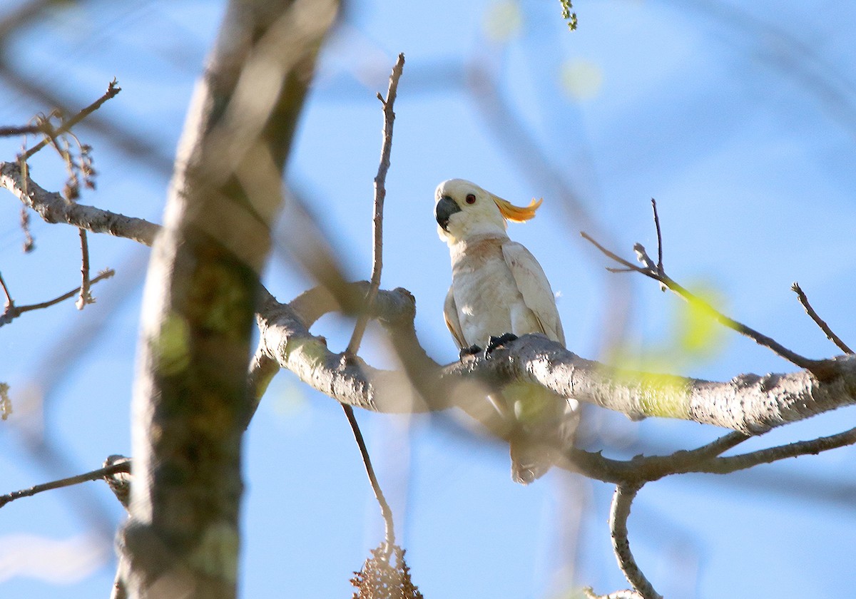 Citron-crested Cockatoo - ML190670541