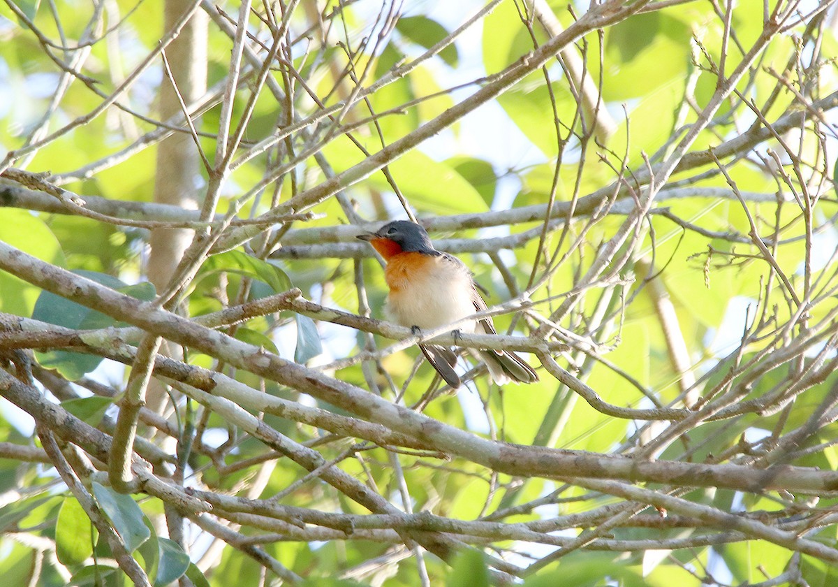 Broad-billed Flycatcher - ML190670701