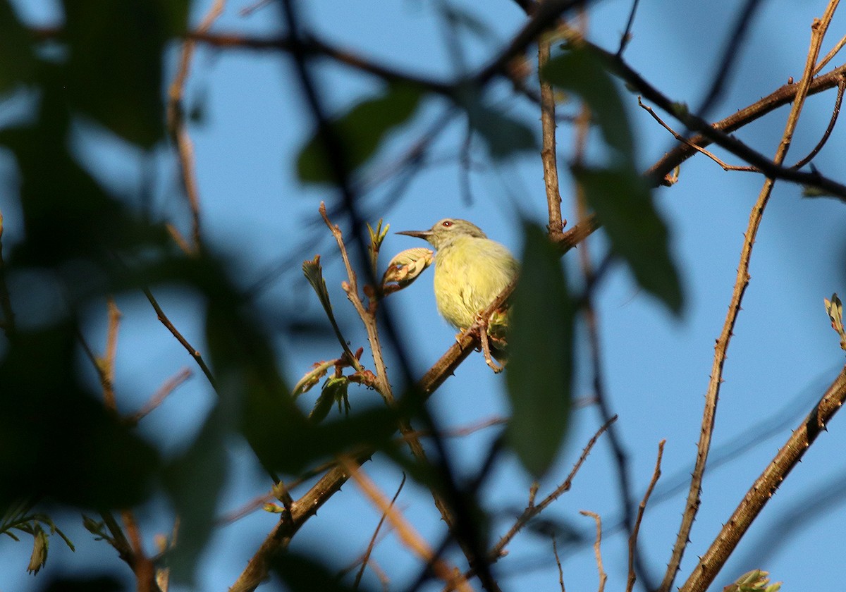 Apricot-breasted Sunbird - ML190670741