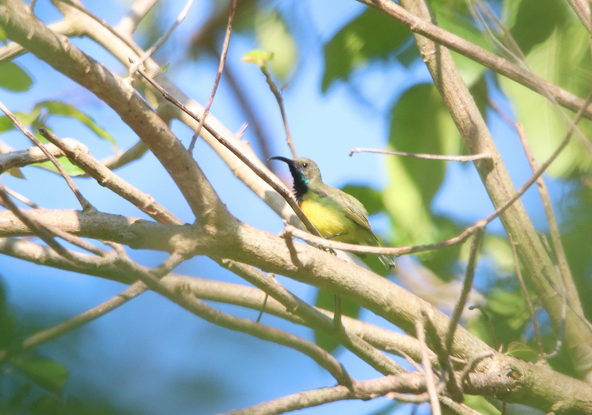 Apricot-breasted Sunbird - ML190670751