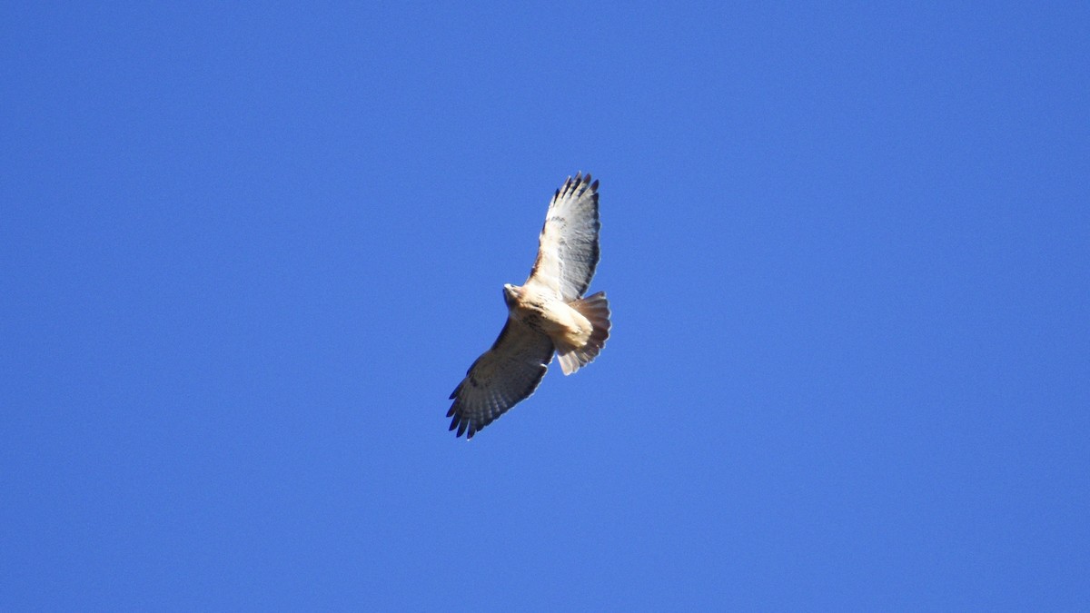 Red-tailed Hawk - ML190671721