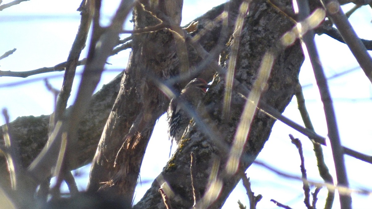 Yellow-bellied Sapsucker - G & B