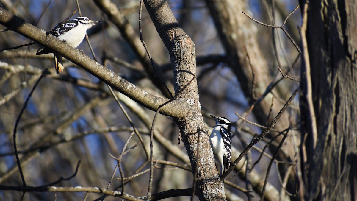 Hairy Woodpecker - G & B