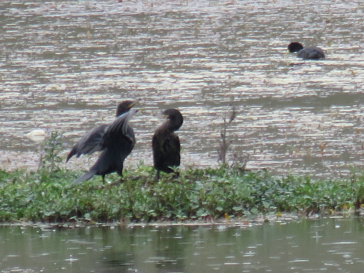 Neotropic Cormorant - ML190675381