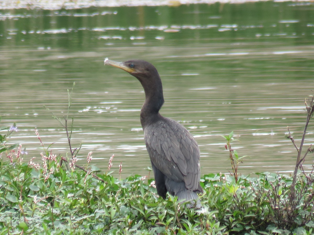 Cormoran vigua - ML190675411