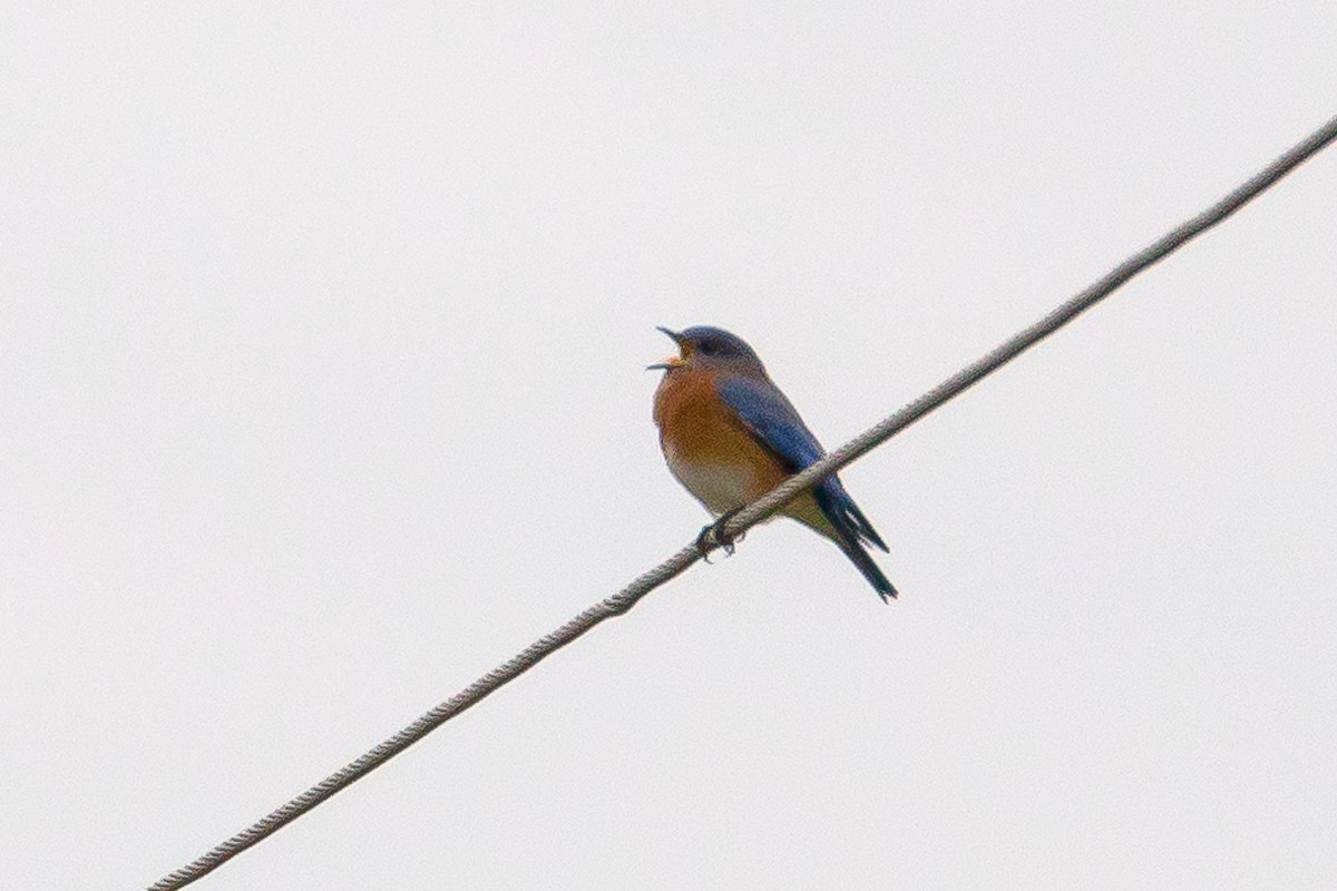 Eastern Bluebird - ML190676791