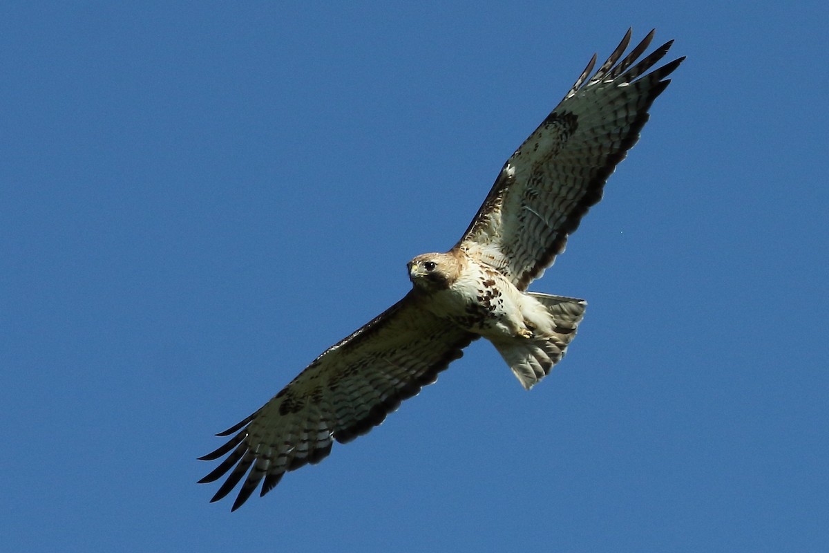 Red-tailed Hawk - gord smith