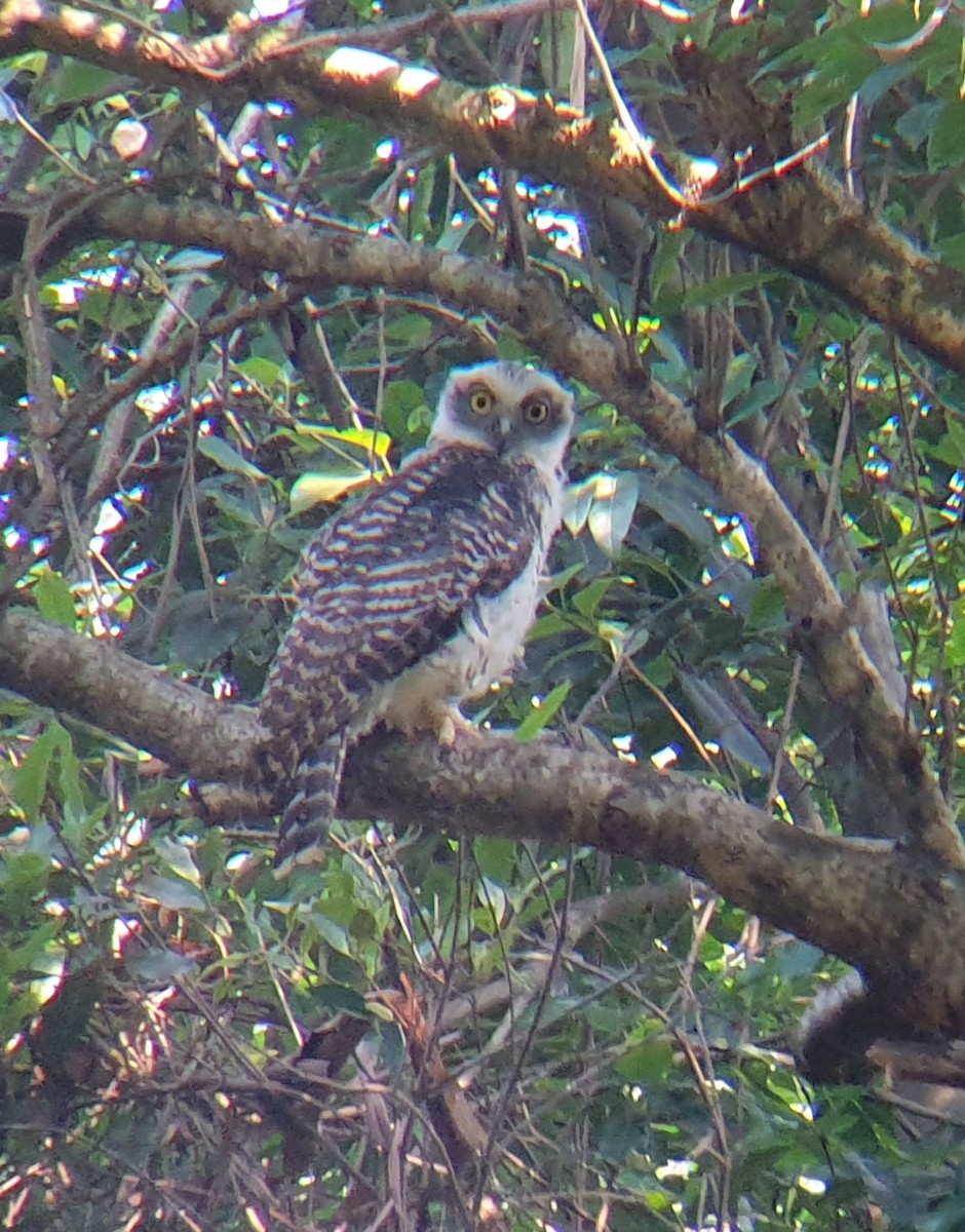 Powerful Owl - ML190677401