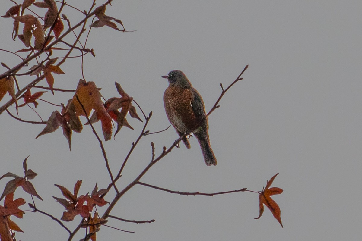 American Robin - ML190680391