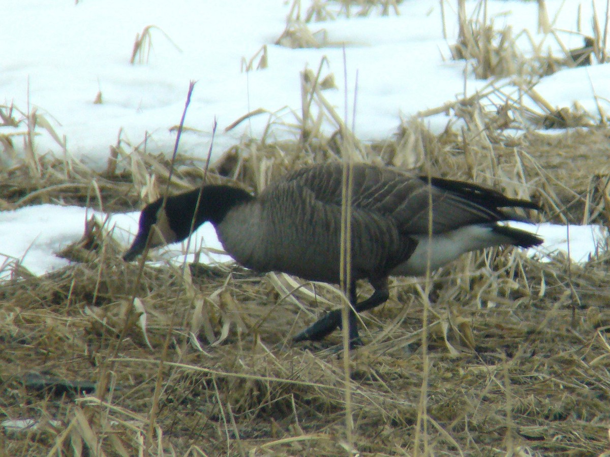 Cackling/Canada Goose - Paul Suchanek