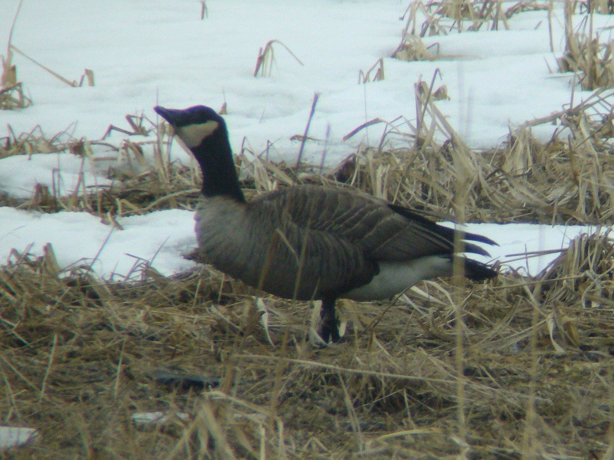 Cackling/Canada Goose - Paul Suchanek