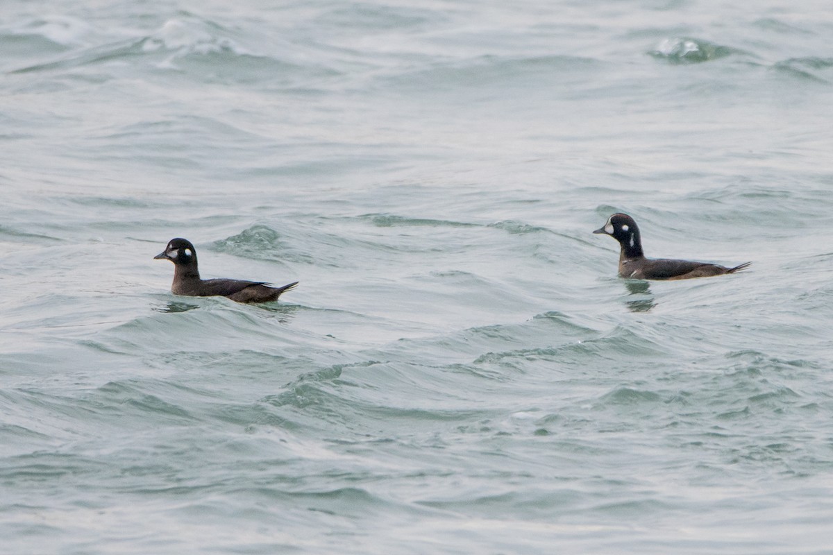 Harlequin Duck - Sue Barth