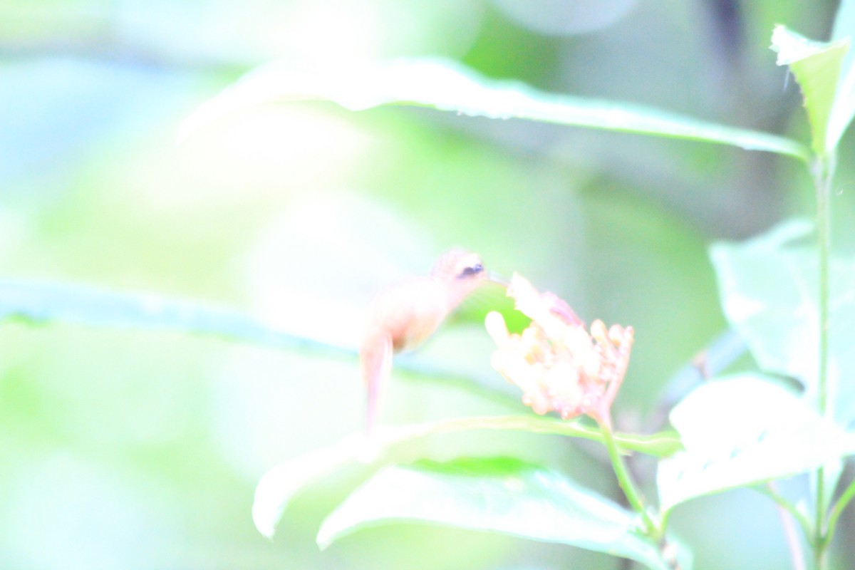 Reddish Hermit - Anonymous