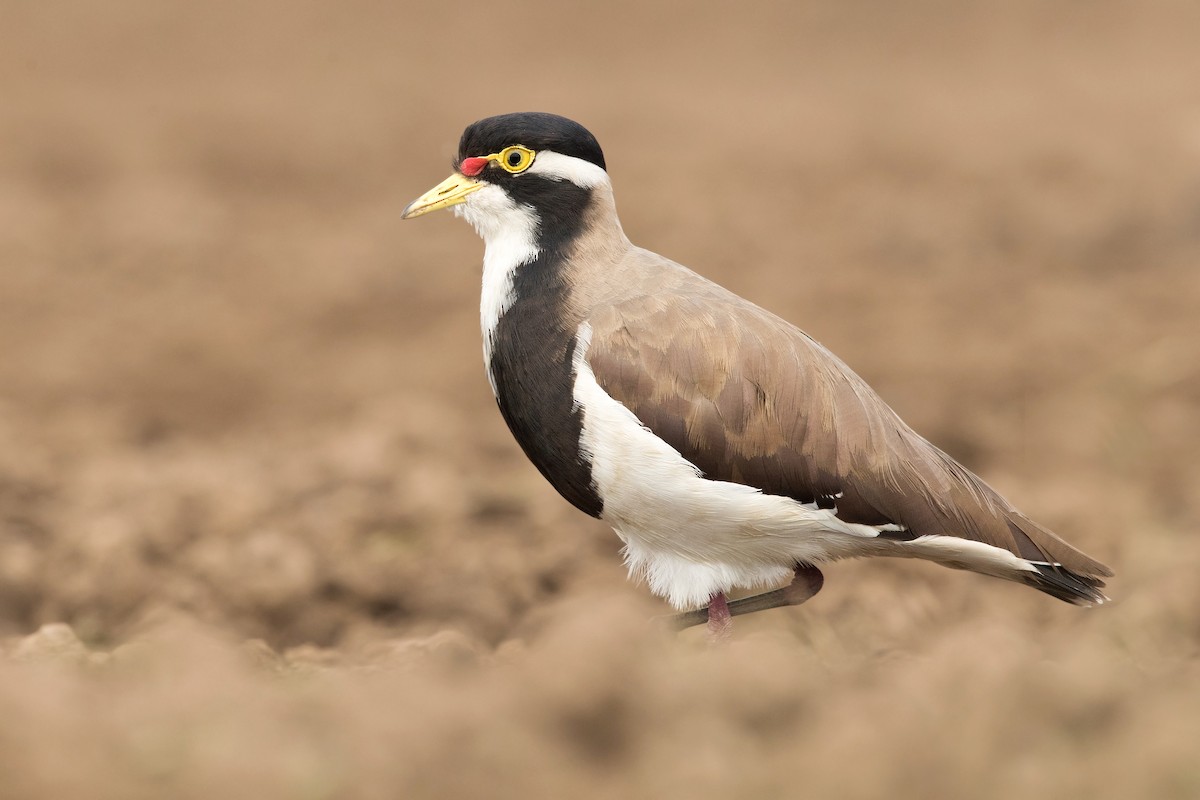 Banded Lapwing - ML190682791