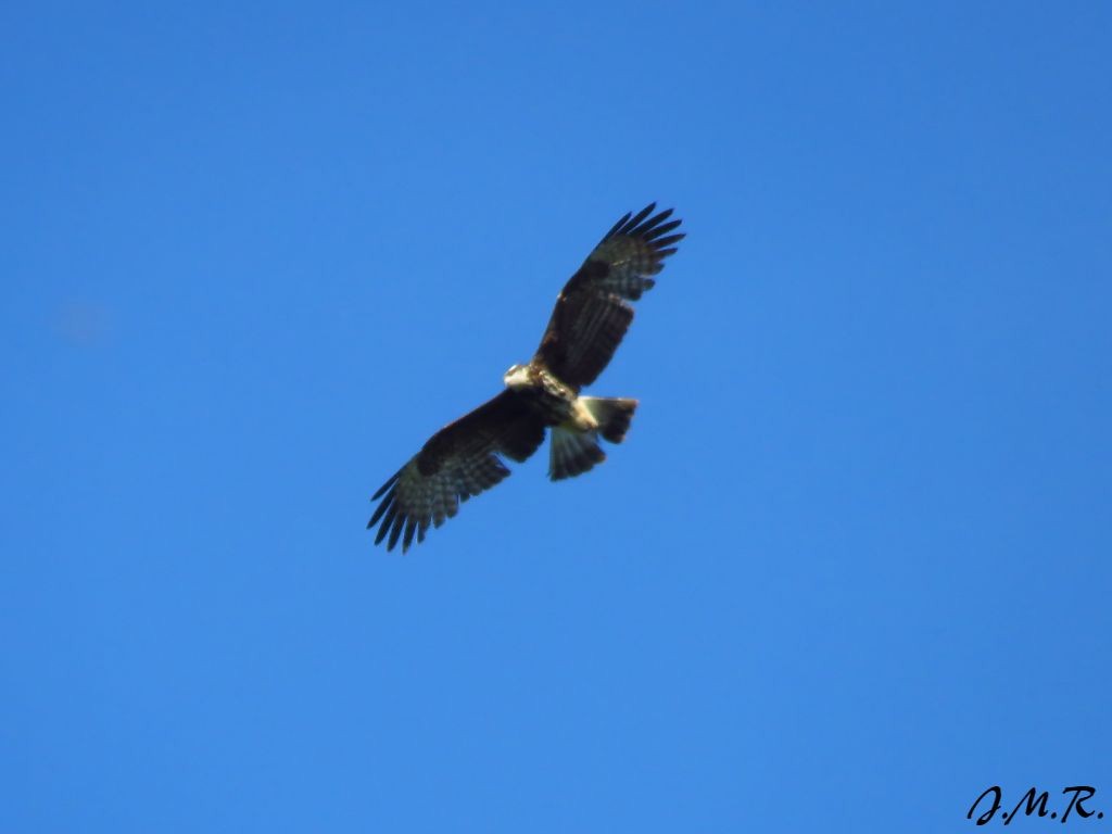 Schneckenbussard - ML190683101