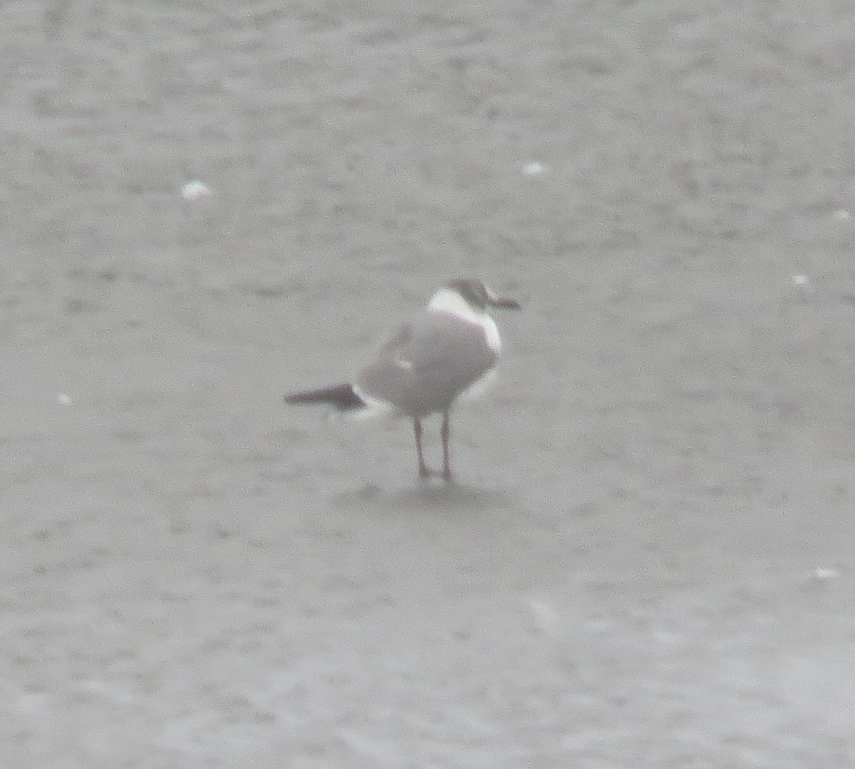 Laughing Gull - ML190683111