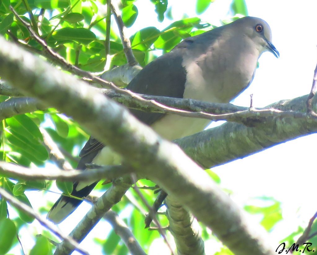 White-tipped Dove - ML190683191