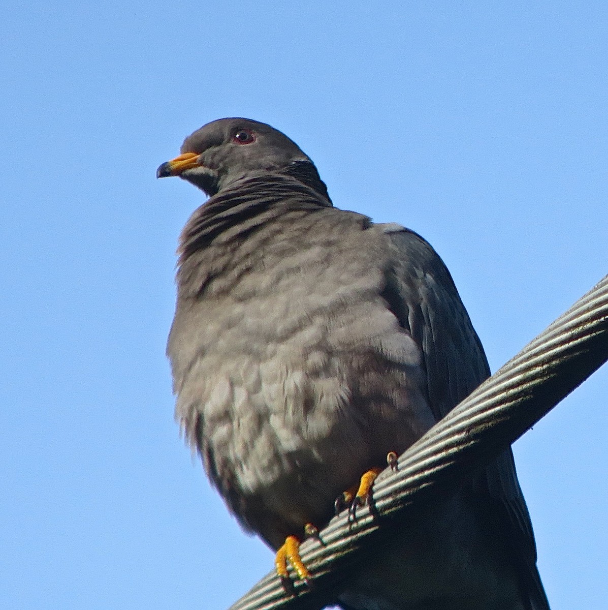 Band-tailed Pigeon - ML190683201